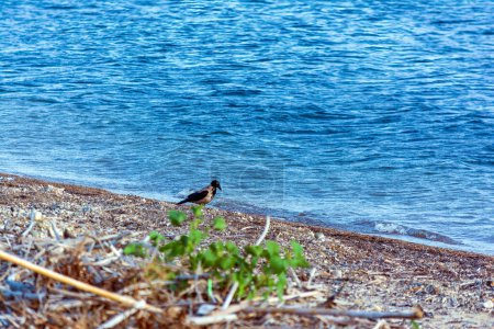 Photo for Bird walking along the shore of the sea. Gialova beach, Greece. - Royalty Free Image