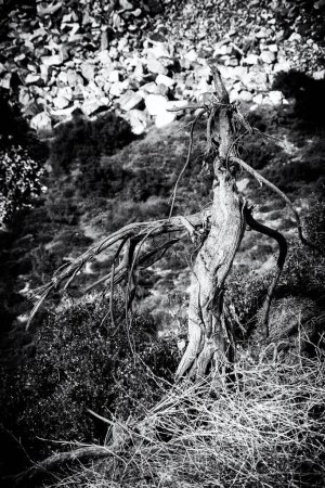 Photo for Barren tree on a blurred background in black and white photo. Penteli, Greece. - Royalty Free Image