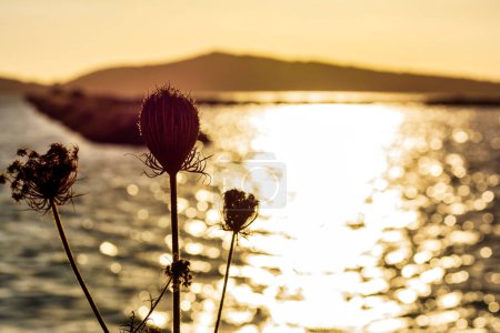 Photo for Close-up view of a flower at sunset at Gialova lagoon. The Gialova lagoon is one of the most important wetlands in Europe, as it constitutes the southernmost migratory station of migratory birds in the Balkans to and from Africa. - Royalty Free Image