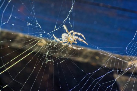 Téléchargez les photos : Une araignée blanche est suspendue sur un fil de toile sur un fond coloré. Macro photo d'un insecte dans des conditions naturelles, Grèce. - en image libre de droit