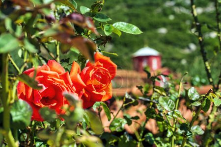Photo for Roses at Agiou panteleimonous monastery in Penteli, Greece. - Royalty Free Image