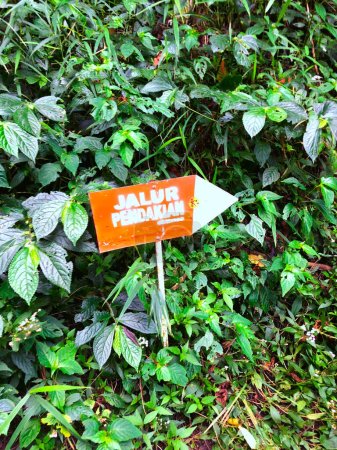 Photo for Hiking trail signage in the mountains. A wooden sign, reading "hiking trail" against a background of dense leaves. - Royalty Free Image