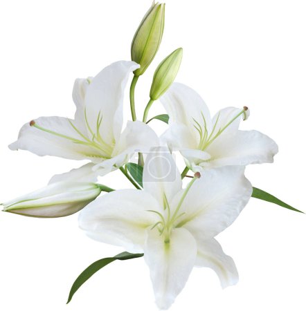 Foto de Ramo de flores de lirio blanco aislado sobre fondo blanco. Boda floral invitación tarjeta diseño - Imagen libre de derechos