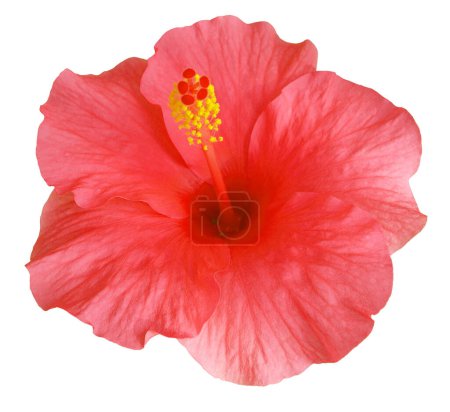 Téléchargez les photos : Fleurs d'Hibiscus rouges en fleurs isolées sur fond blanc - en image libre de droit