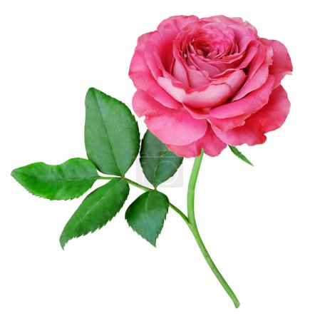 Foto de Rosa rosa hermosa aislada sobre fondo blanco - Imagen libre de derechos