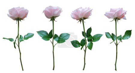 Foto de Conjunto de rosa floreciente aislada sobre fondo blanco - Imagen libre de derechos