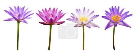 Foto de Conjunto de flor de loto o lirio de agua aislado sobre fondo blanco
. - Imagen libre de derechos