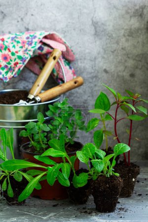 Photo for Flower seedlings, soil, gardening tools and gloves on a concrete table. Selective focus. - Royalty Free Image