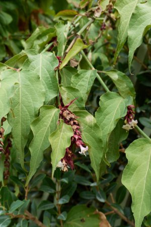 Photo for Leycesteria formosa shrub in bloom - Royalty Free Image