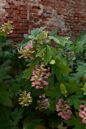 Foto de Hydrangea quercifolia arbusto en flor - Imagen libre de derechos