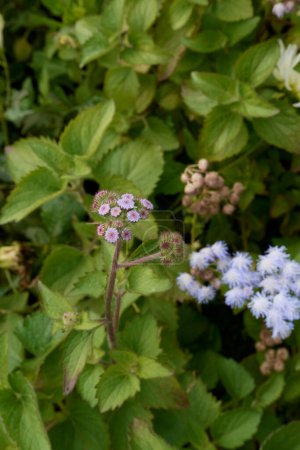 Photo for Ageratum houstonianum blue flowers - Royalty Free Image
