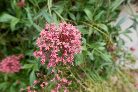 Photo for Centranthus ruber purplish red inflorescence - Royalty Free Image