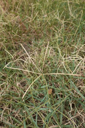 Foto de Cynodon dactylon hierba en flor - Imagen libre de derechos