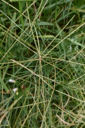 Foto de Cynodon dactylon hierba en flor - Imagen libre de derechos