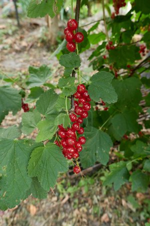 Photo for Ribes rubrum branch with fresh ripe fruit - Royalty Free Image