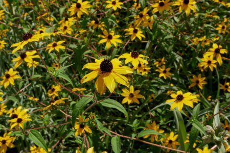 Photo for Rudbeckia triloba yellow flowers - Royalty Free Image
