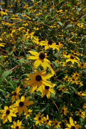 Photo for Rudbeckia triloba yellow flowers - Royalty Free Image