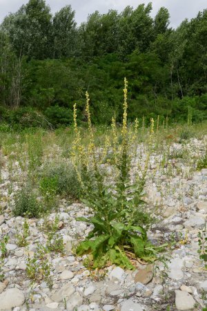 Photo for Verbascum thapsus yellow inflorescence - Royalty Free Image