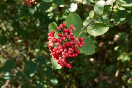 Photo for Viburnum lantana branch with fruits - Royalty Free Image