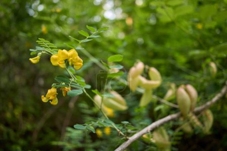 Téléchargez les photos : Colutea arborescens fleur et fruits gros plan - en image libre de droit