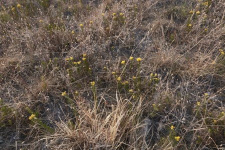Photo for Galatella linosyris yellow flowers - Royalty Free Image