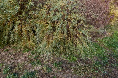 Téléchargez les photos : Salix purpurea nana branche gros plan - en image libre de droit