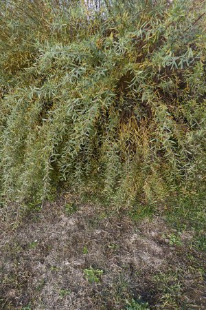 Salix purpurea nana Zweig aus nächster Nähe