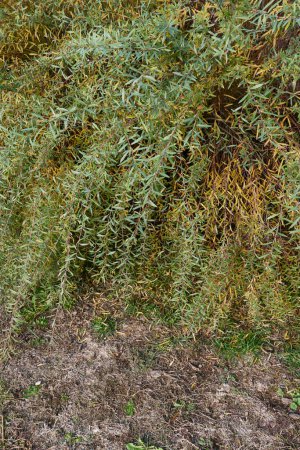 Téléchargez les photos : Salix purpurea nana branche gros plan - en image libre de droit