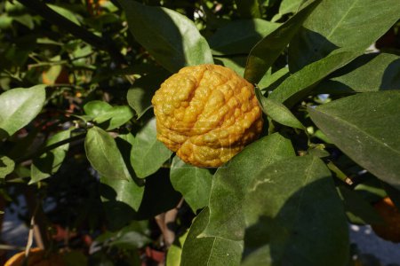 Téléchargez les photos : Fruit orange amer sillonné gros plan - en image libre de droit