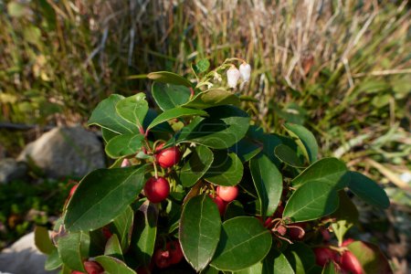 Téléchargez les photos : Vue sur Gaultheria procumbens arbuste - en image libre de droit
