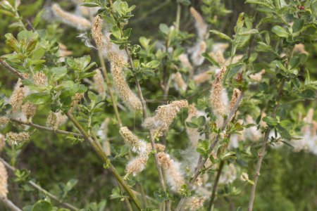 Téléchargez les photos : Branche de Salix caprea close up - en image libre de droit