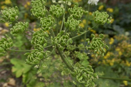 Téléchargez les photos : Heracleum sphondylium plant close up - en image libre de droit