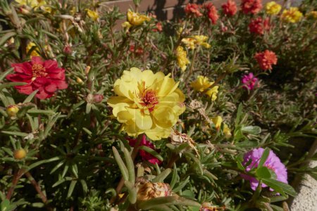 Photo for Portulaca grandiflora colorful flowers - Royalty Free Image