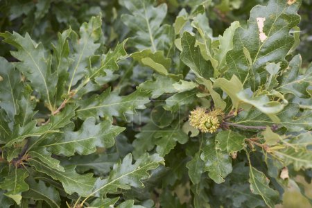 Téléchargez les photos : Quercus cerris branche fermer - en image libre de droit