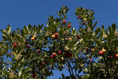 Téléchargez les photos : Arbutus unedo branche gros plan avec des fruits frais et des fleurs - en image libre de droit