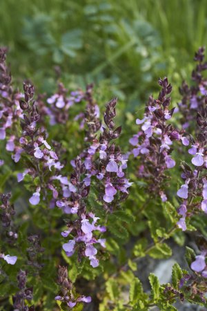 Photo for Teucrium chamaedrys purple flowers - Royalty Free Image