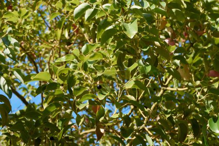 Photo for Cinnamomum camphora branch close up - Royalty Free Image