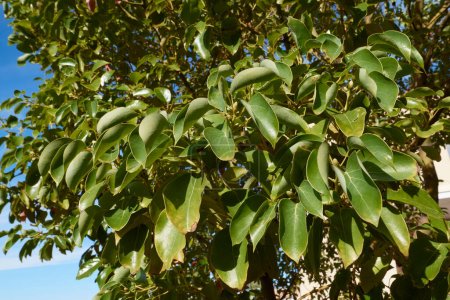 Cinnamomum camphora branch close up