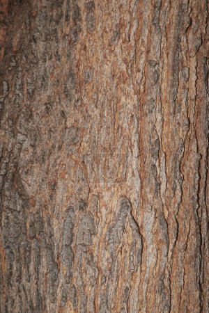 Grevillea robusta branch close up