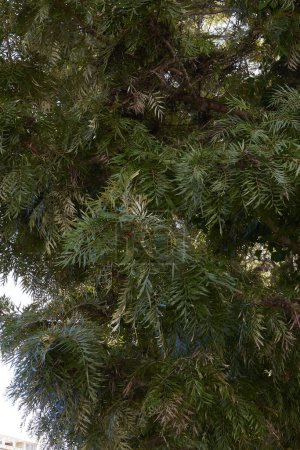 Grevillea robusta Zweig aus nächster Nähe