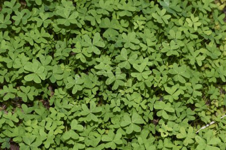 Oxalis per-caprae hojas texturizadas
