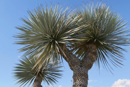 Yucca rostrata branche gros plan