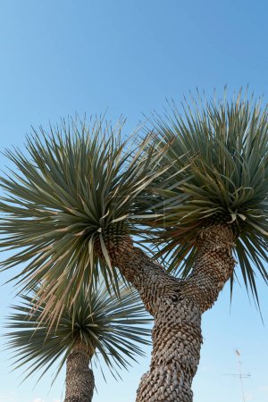 Yucca-Rostrata-Zweig aus nächster Nähe