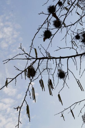 Foto de Corylus colurna árbol en flor - Imagen libre de derechos