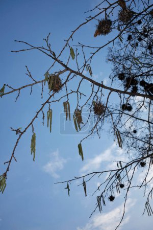 Corylus colurna  tree in bloom