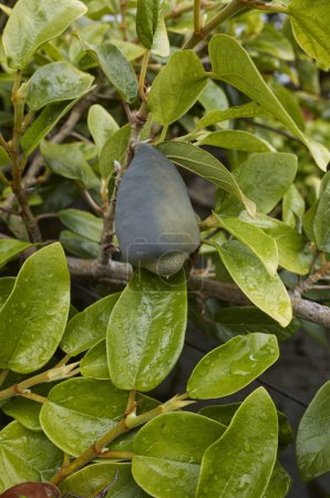 Ficus pumila branch close up with fruit