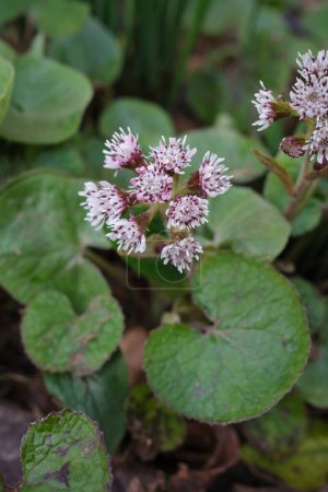 Petasites pyrenaicus in Blüte