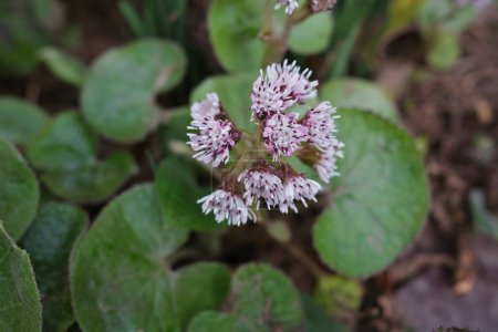 Petasites pyrenaicus in Blüte