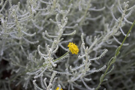 Santolina chamaecyparissus in voller Blüte