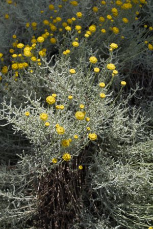 Santolina chamaecyparissus in voller Blüte
